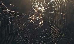 Featured image of post Curse the accuser?