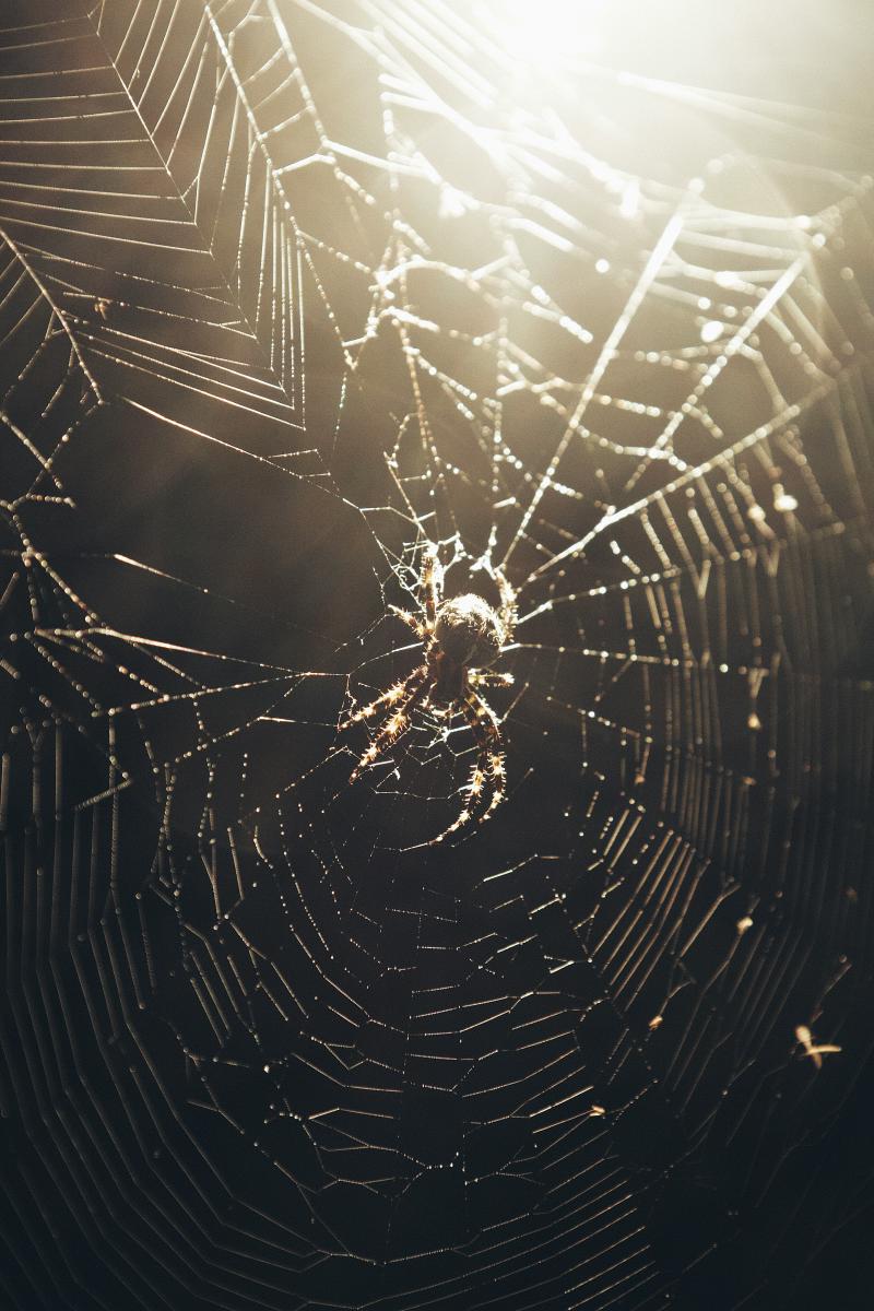 Featured image of post Curse the accuser?